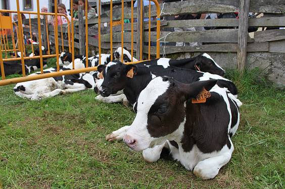 Asteasuko azoka 3 1412006667280