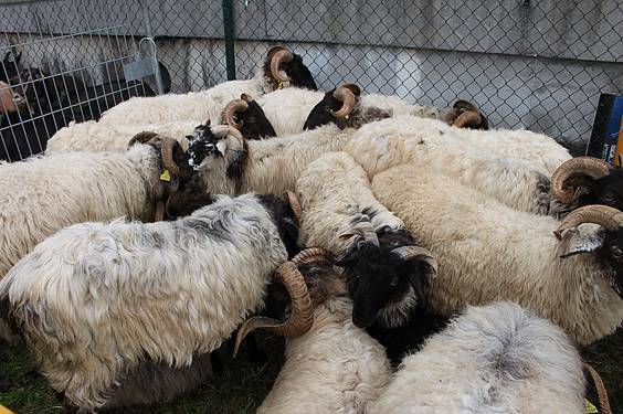 Asteasuko azoka 4 1412006668355