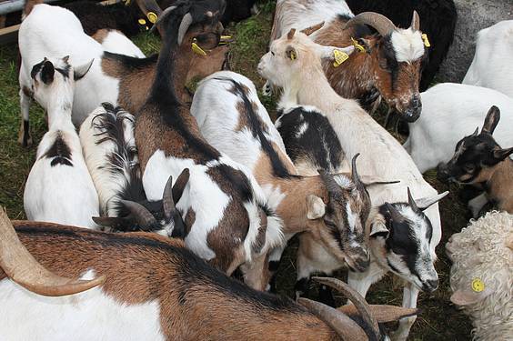 Asteasuko azoka 5 1412006668911