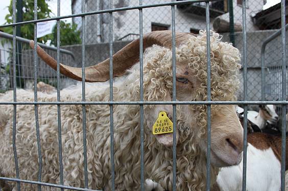 Asteasuko azoka 6 1412006669432