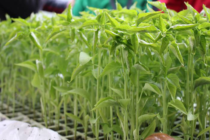 ibarrako piparra landaketa 2015 22 1431692638087