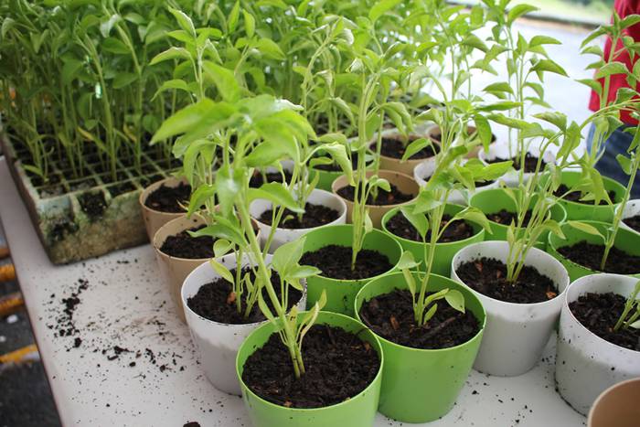 ibarrako piparra landaketa 2015 24 1431692640656