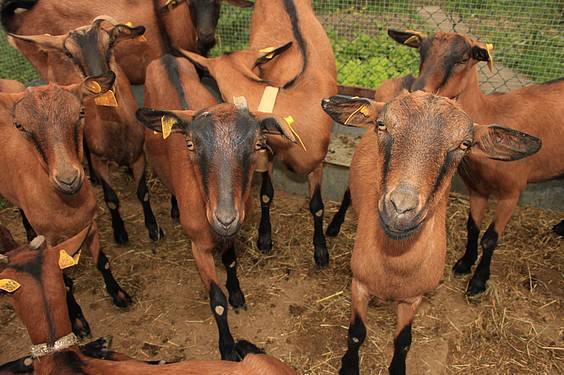 Asteasuko azoka 8 1412006670323