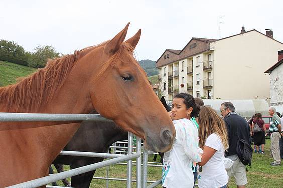 Asteasuko azoka 12 1412006672663