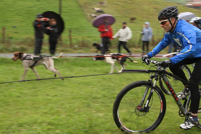 Zizurkil, txakur krosa 7 1490473843266