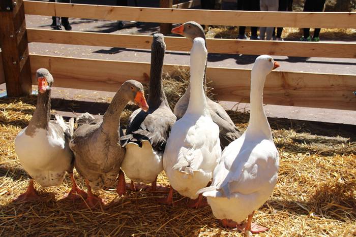 Lurraren zaindari direnen er 86 1507466577104