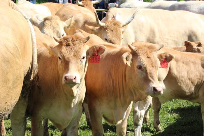 Larre irekiera Larraitzen 20 47 1493639943161