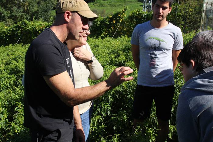 Ibarrako piperrak biltzen 20 25 1506520999469