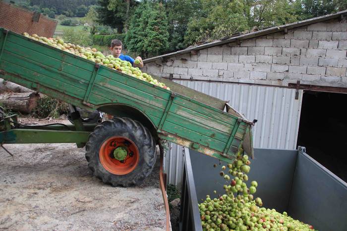 Sagarrak jasotzen. Altzo. Sa 47 1631723392397