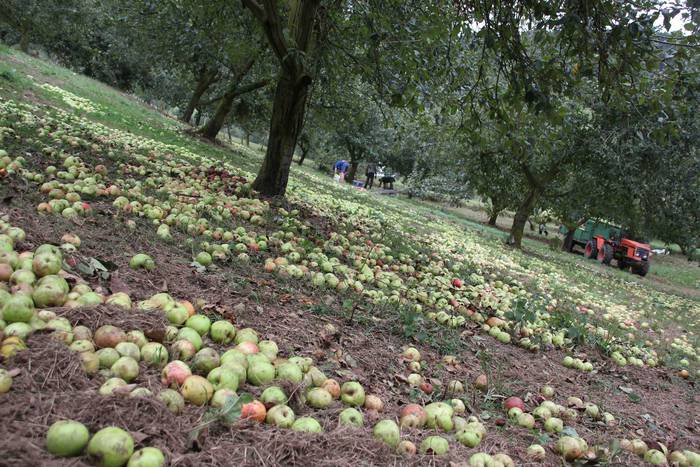 Sagarrak jasotzen. Altzo. Sa 25 1631723384894