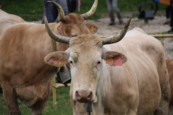 Aralarko larre irekiera 40 1462122136534