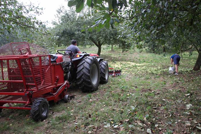 Sagarrak jasotzen. Altzo. Sa 4 1631723376958