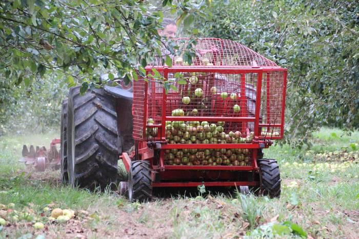 Sagarrak jasotzen. Altzo. Sa 17 1631723382234