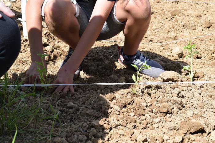 Piper landaketa Ibarran, 201 38 1494844501297