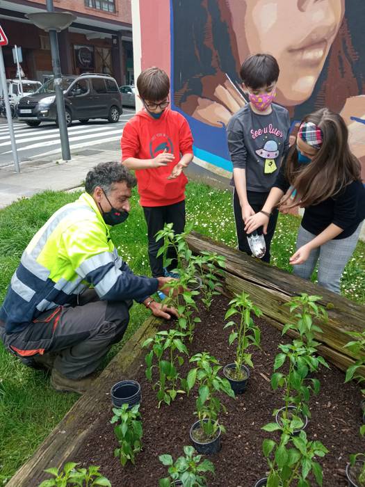 Piperrak landatu dituzte Iba 8 1621252671333