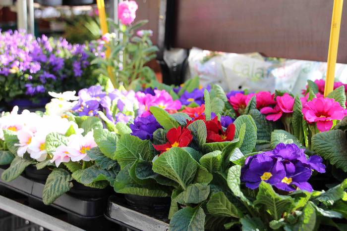 Tolosako Lore eta Landare Az 25 1549717212474