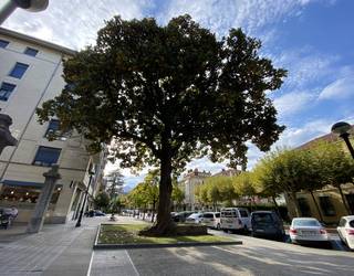 Itsaspeko zinema, naturari buruzko gogoeta eta inguruko zuhaitzak ezagutzeko ibilaldia