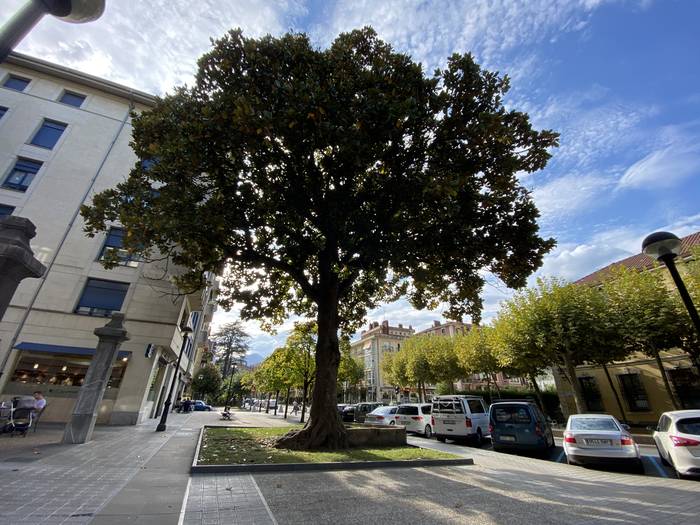 Itsaspeko zinema, naturari buruzko gogoeta eta inguruko zuhaitzak ezagutzeko ibilaldia