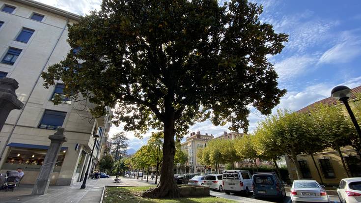 Itsaspeko zinema, naturari buruzko gogoeta eta inguruko zuhaitzak ezagutzeko ibilaldia