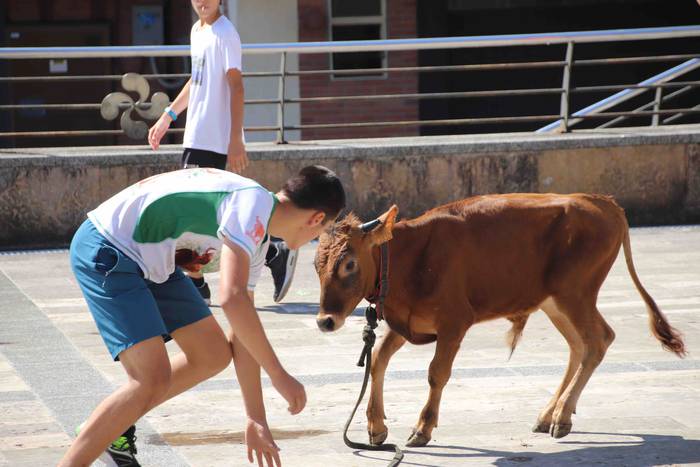 Festak hasteko, poniak eta z 51 1566994013063