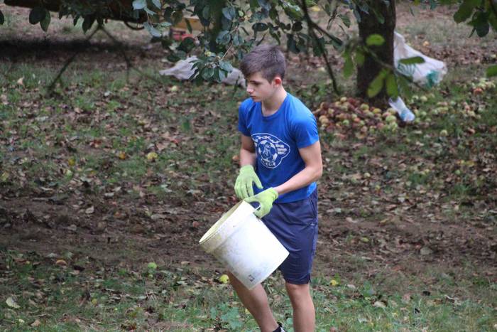 Sagarrak jasotzen. Altzo. Sa 29 1631723386271