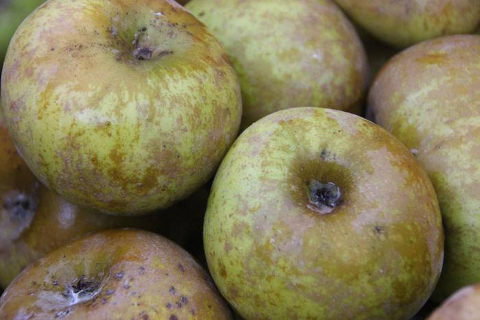 Zuhaitz Azoka Tolosan 2016 24 1456601474701