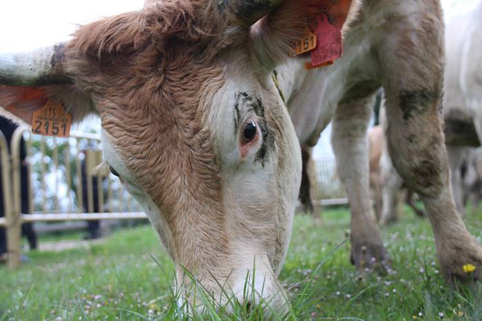 Aralarko larre irekiera 68 1462122146777