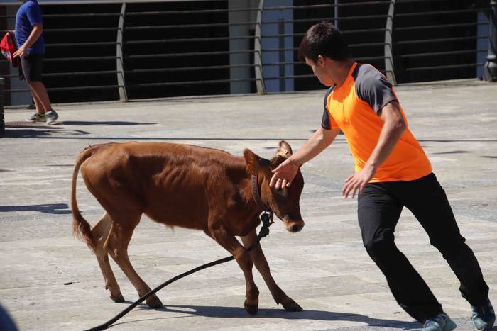 Festak hasteko, poniak eta z 52 1566994014650