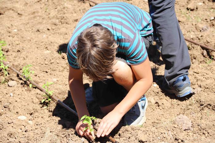 Erein dituzte lehen piperrak 20 1559303470261