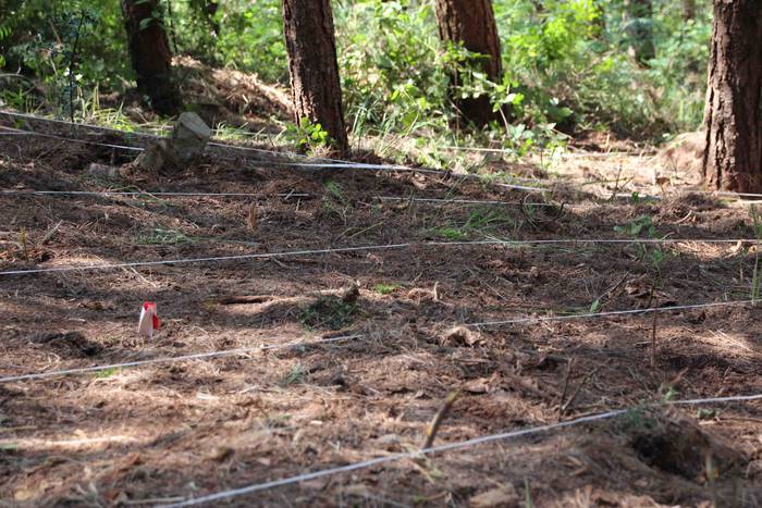 Gerra 30 1562842951427