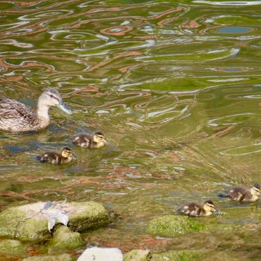 Biodibertsitate Gunea