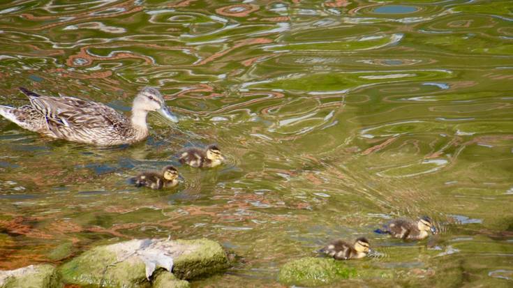 Biodibertsitate Gunea