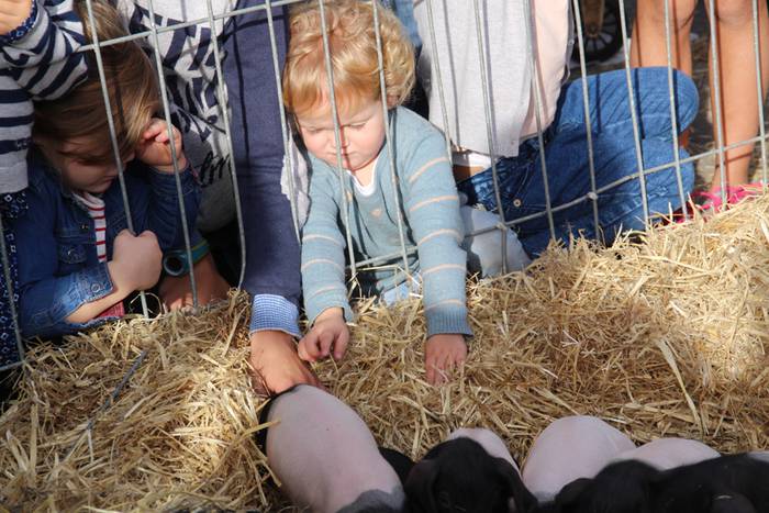 Tolosa Gabonetako Azoka berezia 2015 76 1450532642853