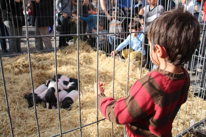 Tolosa Gabonetako Azoka berezia 2015 34 1450532625910