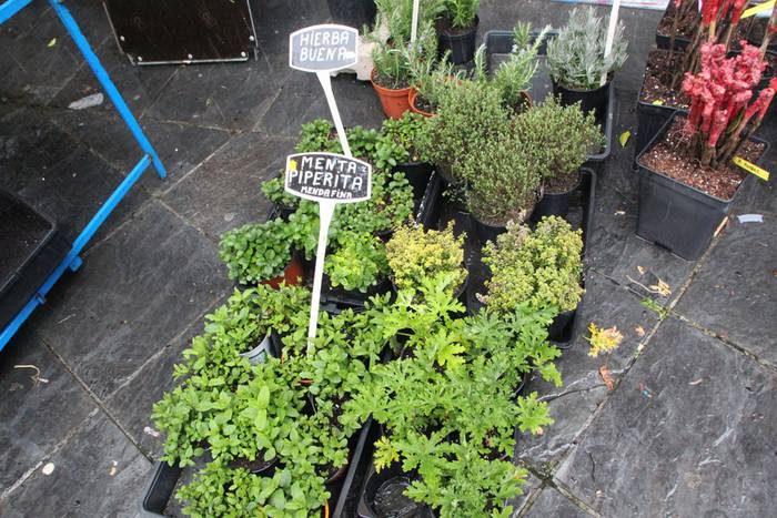 Zuhaitz Azoka Tolosan 2016 34 1456601479139