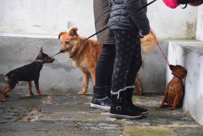 San Anton eguna, 2018, Beras 1 1516185067435