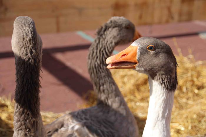 Euskaldunak asetzeko festa 52 1570976340289