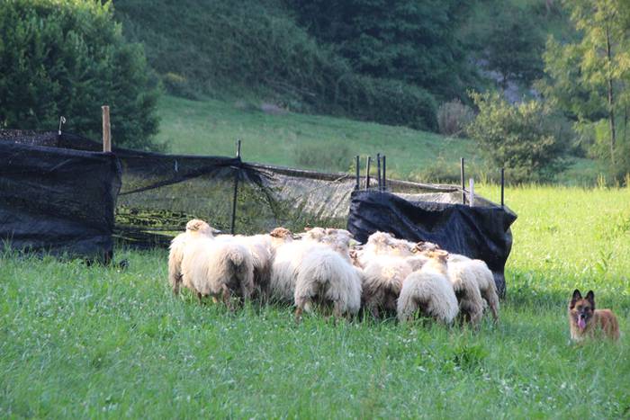 Artzaina eta txakurraren artea Amezketan 42 1472322600933