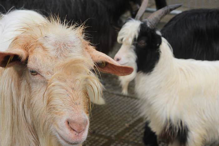 Larrunarri dotore jantzi dut 35 1509894152128