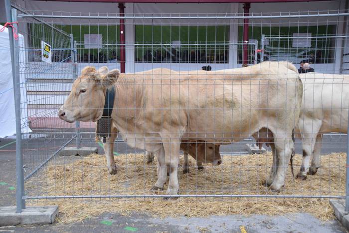 Berastegi hogeita batgarren  28 1572793377903