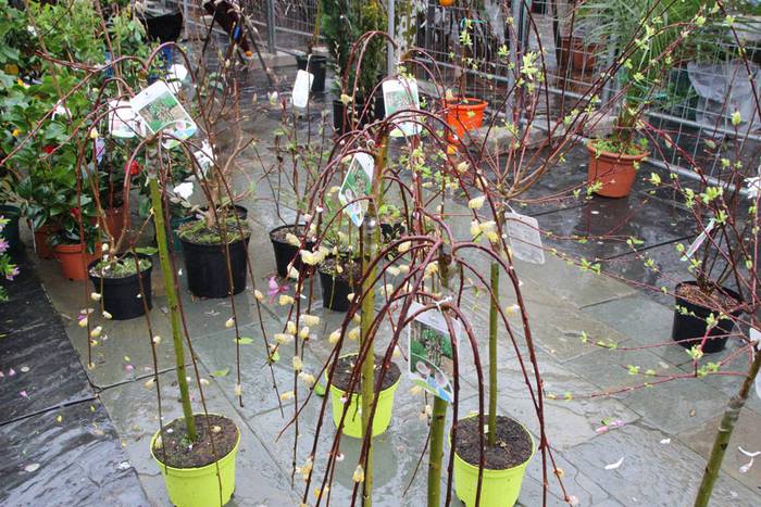 Zuhaitz Azoka Tolosan 2016 45 1456601483713