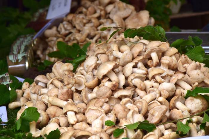 Lore eta Landare azoka Tolos 32 1652529030933