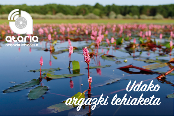 Argazkiekin sariak irabazteko aukera