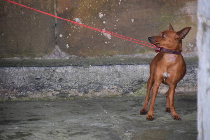 San Anton eguna, 2018, Beras 7 1516185102196