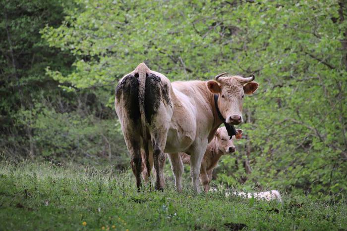 Larre irekiera festa Komizar 20 1650713602080
