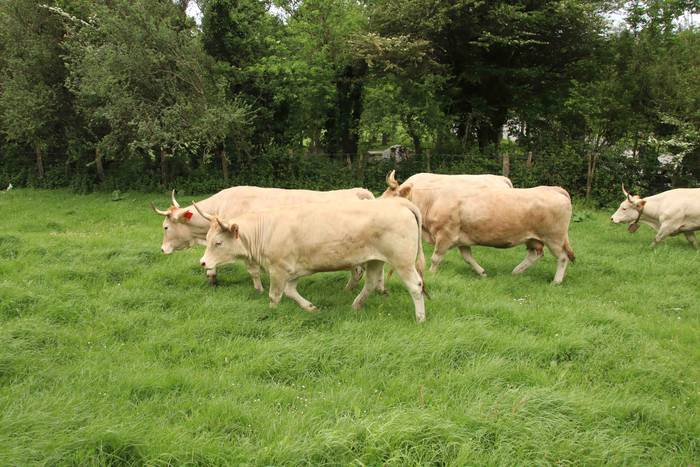 Larre irekiera ekitaldi bere 9 1588336777367