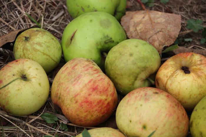 Sagarrak jasotzen. Altzo. Sa 44 1631723391468