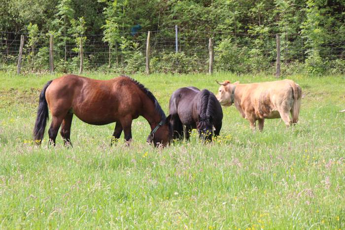 Amasamendiko larreetan bazka 15 1525172882834