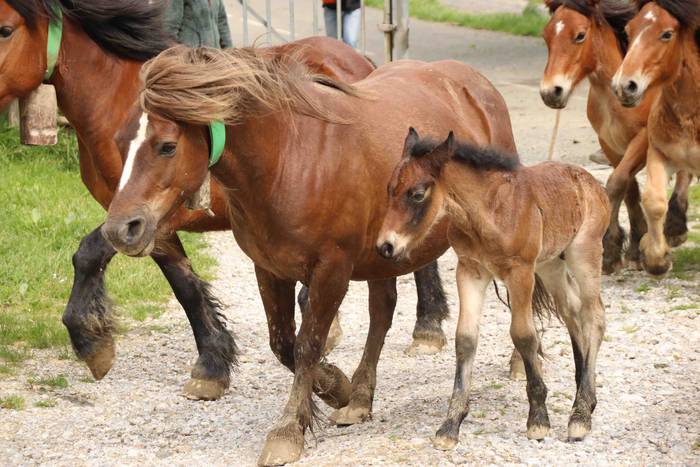 Larre irekiera ekitaldi bere 23 1588336786334