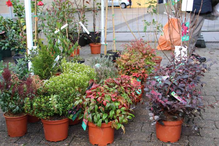 Zuhaitz azoka 2022 5 1645283024763